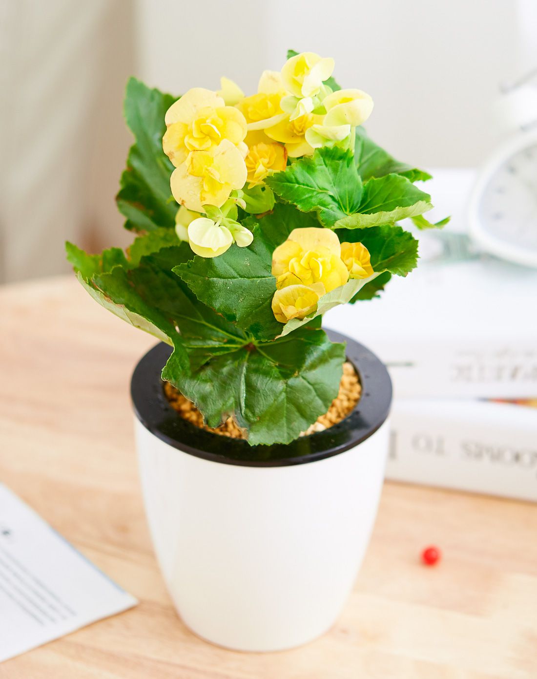 海棠花 可爱玲珑 大号双层恒湿花盆