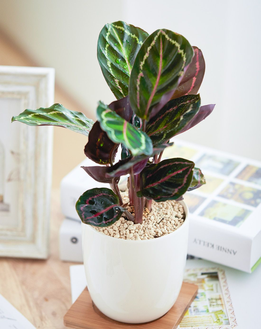 美丽竹芋 时尚白瓷 带盆栽好发货