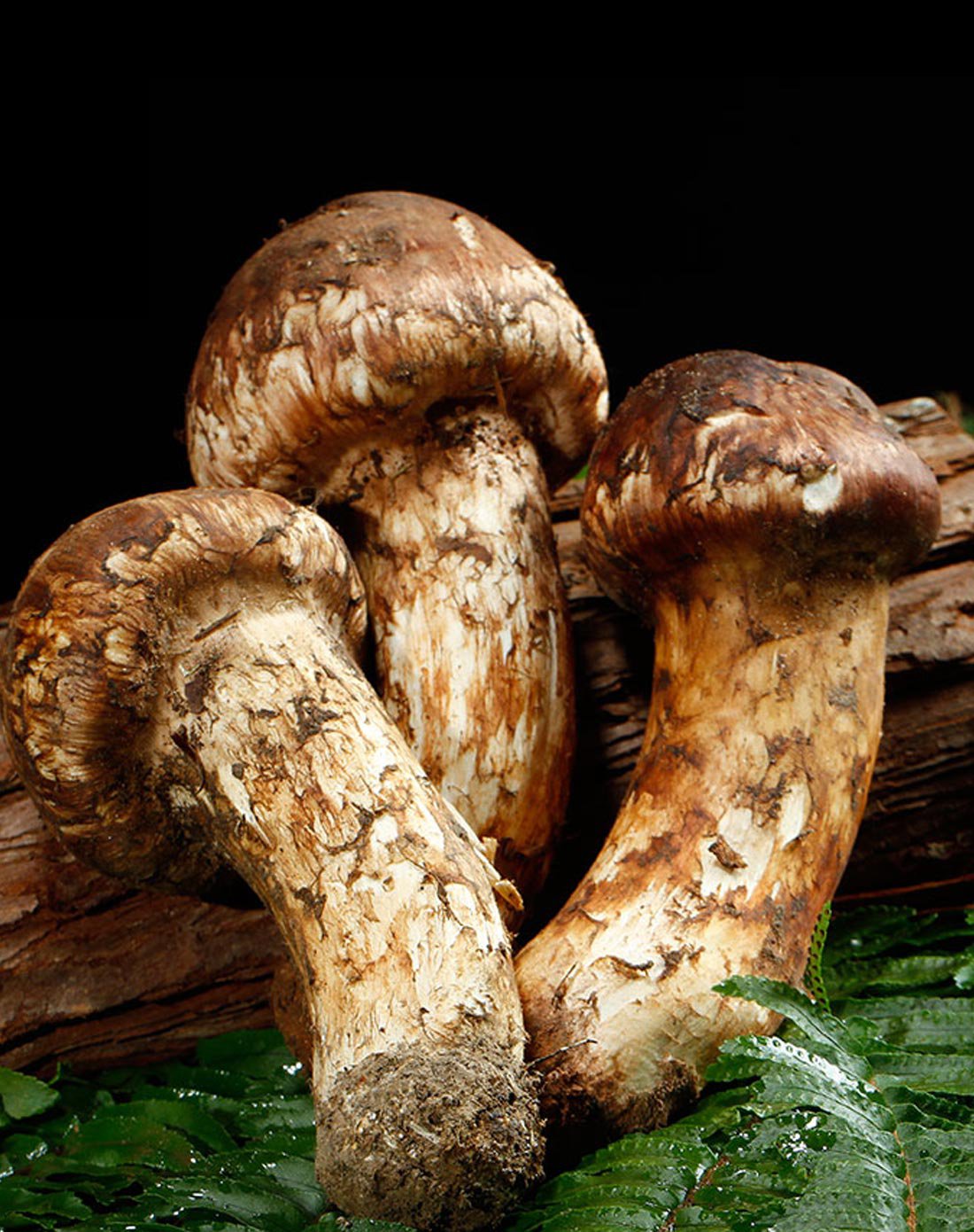 云南香格里拉7-9cm新鲜野生松茸250g