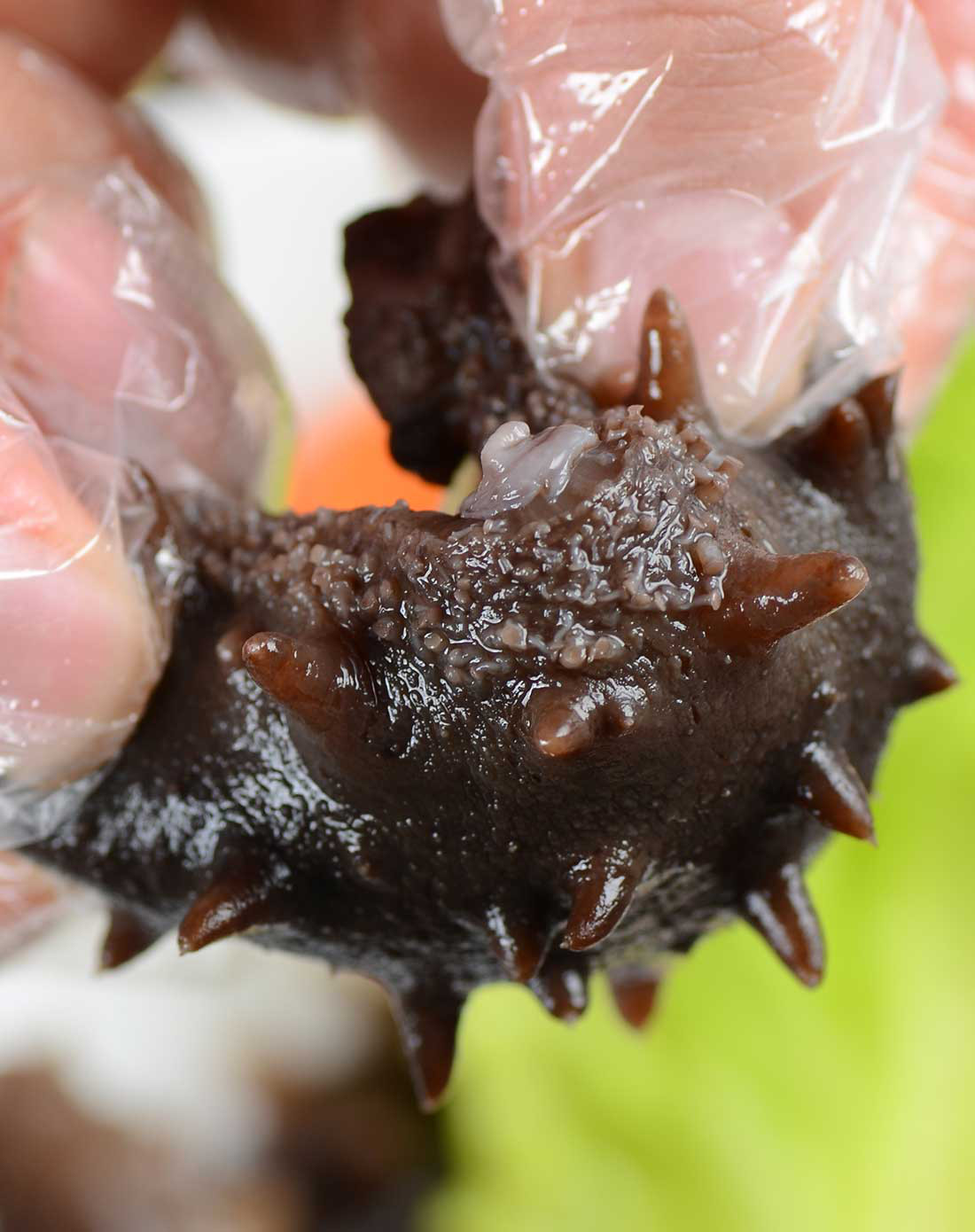 即食海参海刺参 共15只