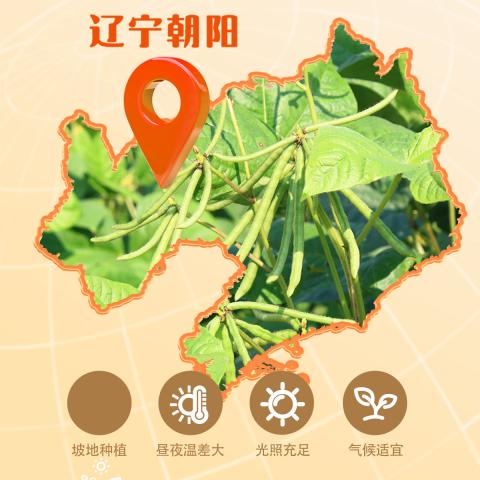 燕之坊 【顺丰发货】有机草原小绿豆1kg+百合冰糖 夏季消暑汤粥原料 图片 3