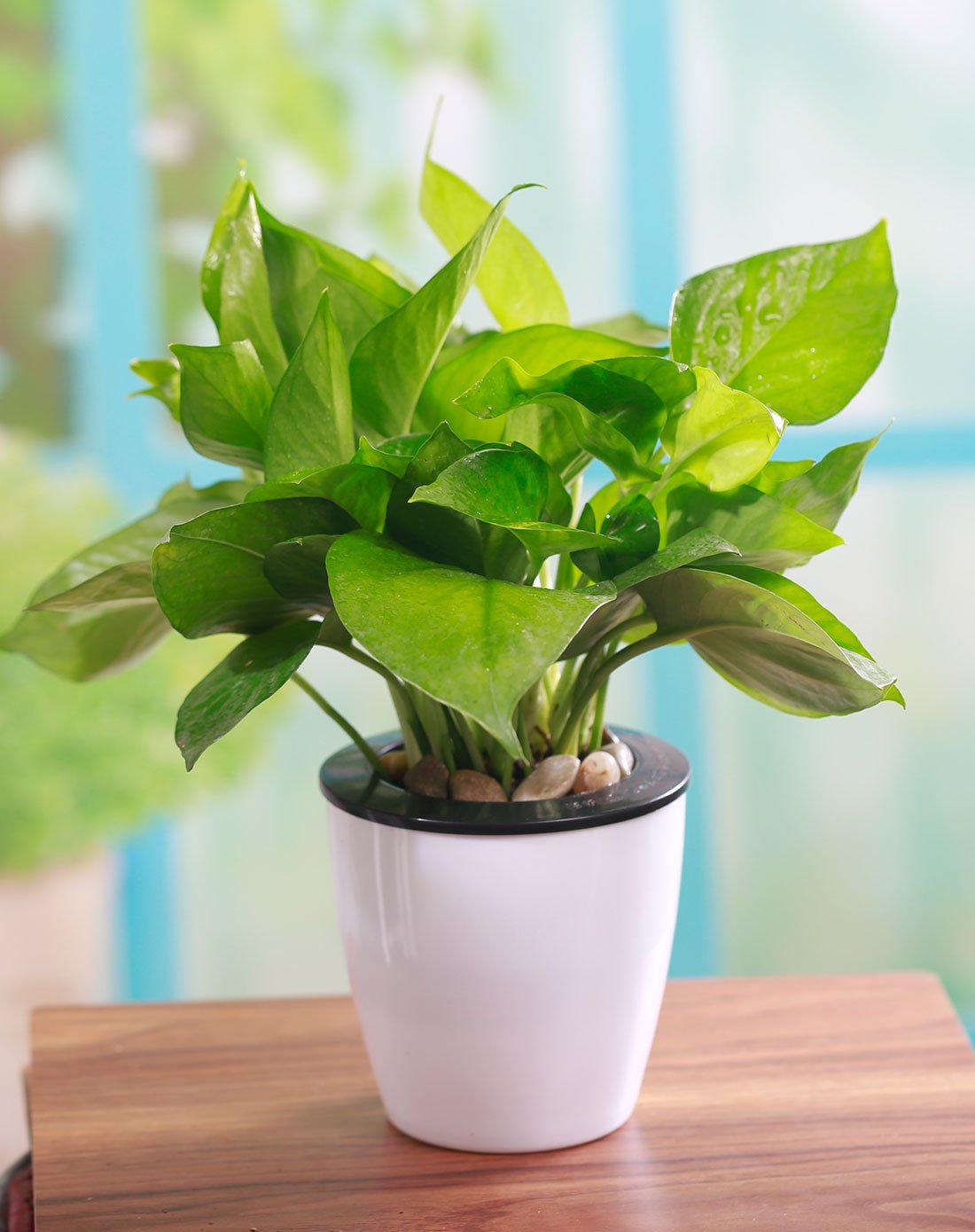 绿萝盆栽吸甲醛室内植物客厅净化空气常绿叶四季绿盆栽花卉20株带黑白