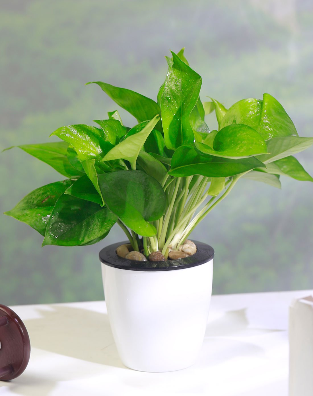 绿萝盆栽吸甲醛室内植物客厅净化空气常绿叶四季绿盆栽花卉20株带黑白