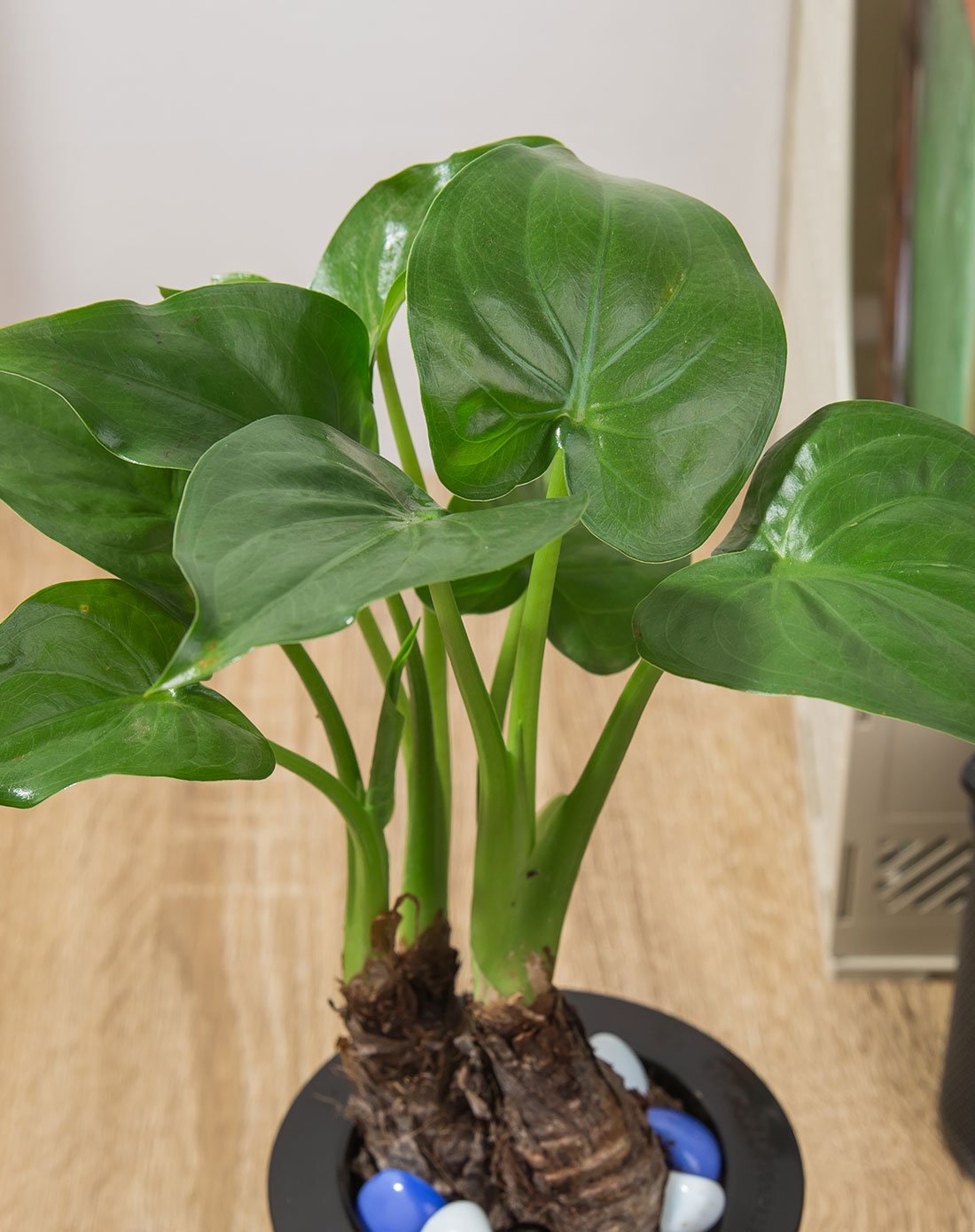 滴水观音千手观音 净化空气办公桌面绿植盆栽带黑白花盆