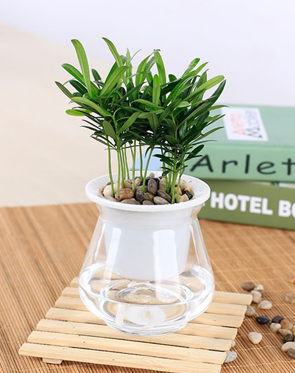 鲜花绿植花卉curb办公室家居装饰绿色水培植物盆栽花卉罗汉松带花盆