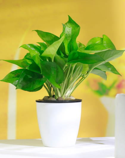 绿萝盆栽吸甲醛室内植物客厅净化空气常绿叶四季绿盆栽花卉20株带黑白