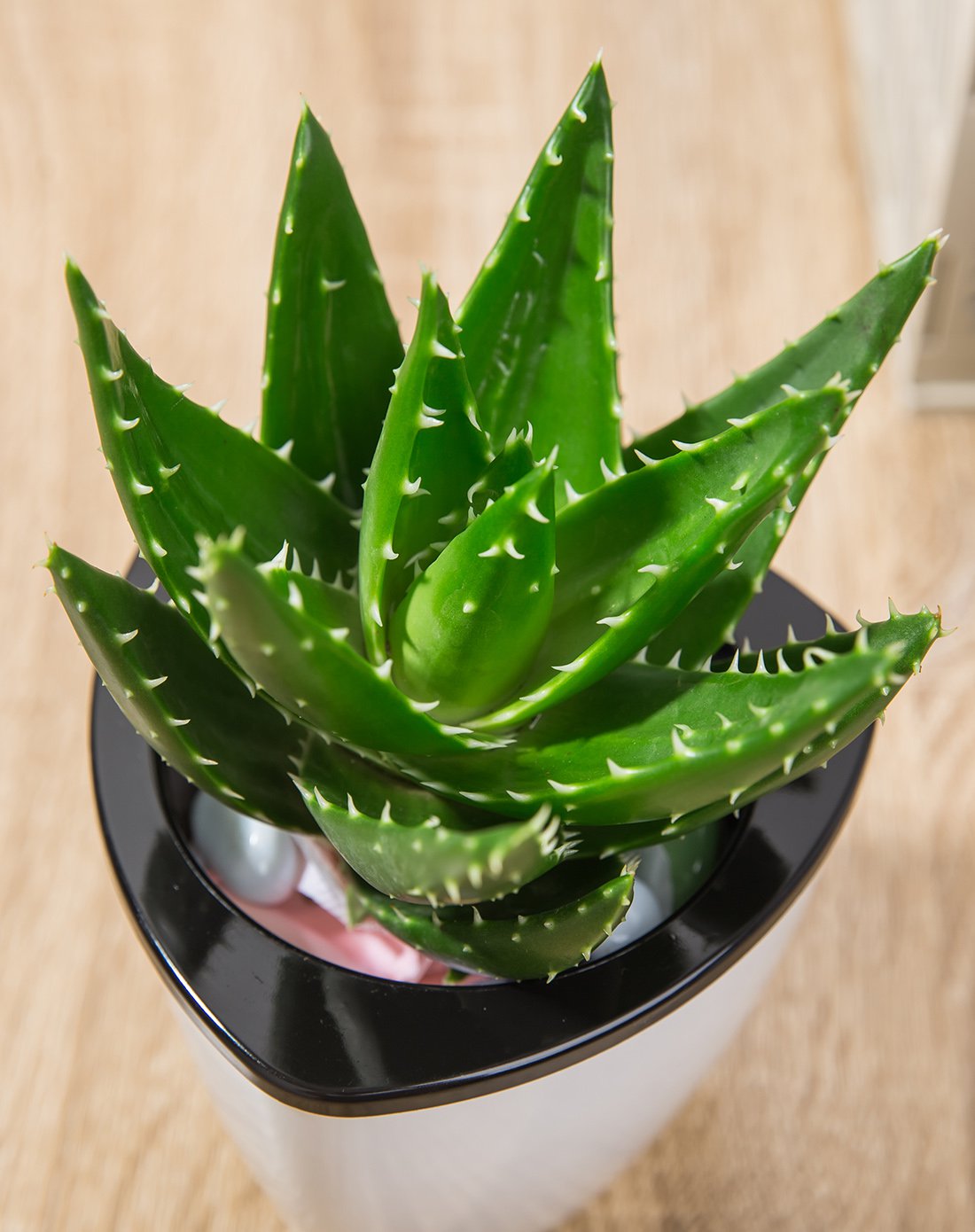 植物芦荟耐寒室内盆栽净化空气阳台新鲜易活好养四季常青盆栽三角形