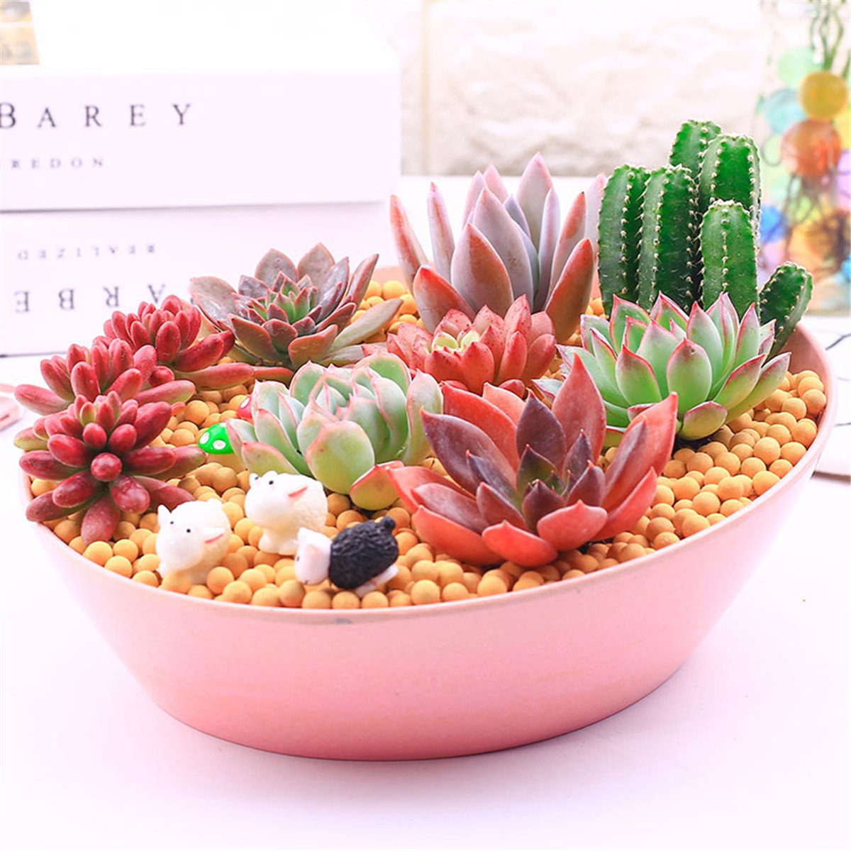 多肉植物组合盆栽 创意礼物 种好成品 新手套餐 含盆含土微型景观