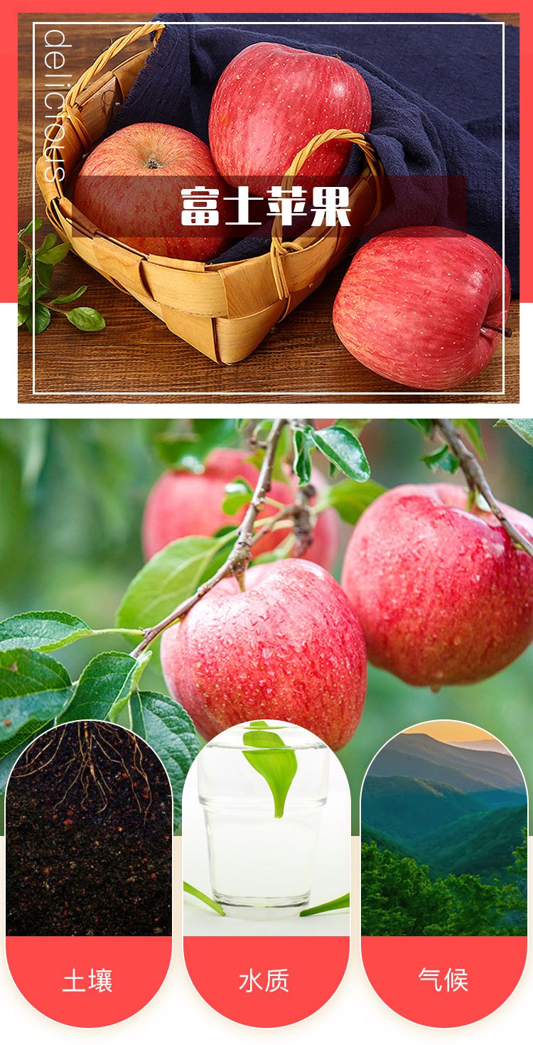 【中秋果礼】启灵果 9颗礼盒装陕西洛川苹果单果约80mm左右精选大果