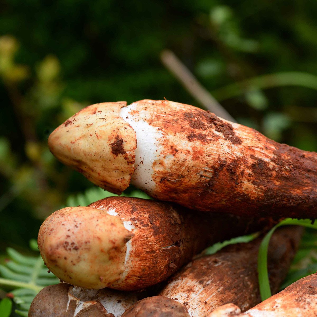 云南新鲜鸡枞菌1000g 野味山珍 煲汤食材 新鲜菌菇 顺丰包邮