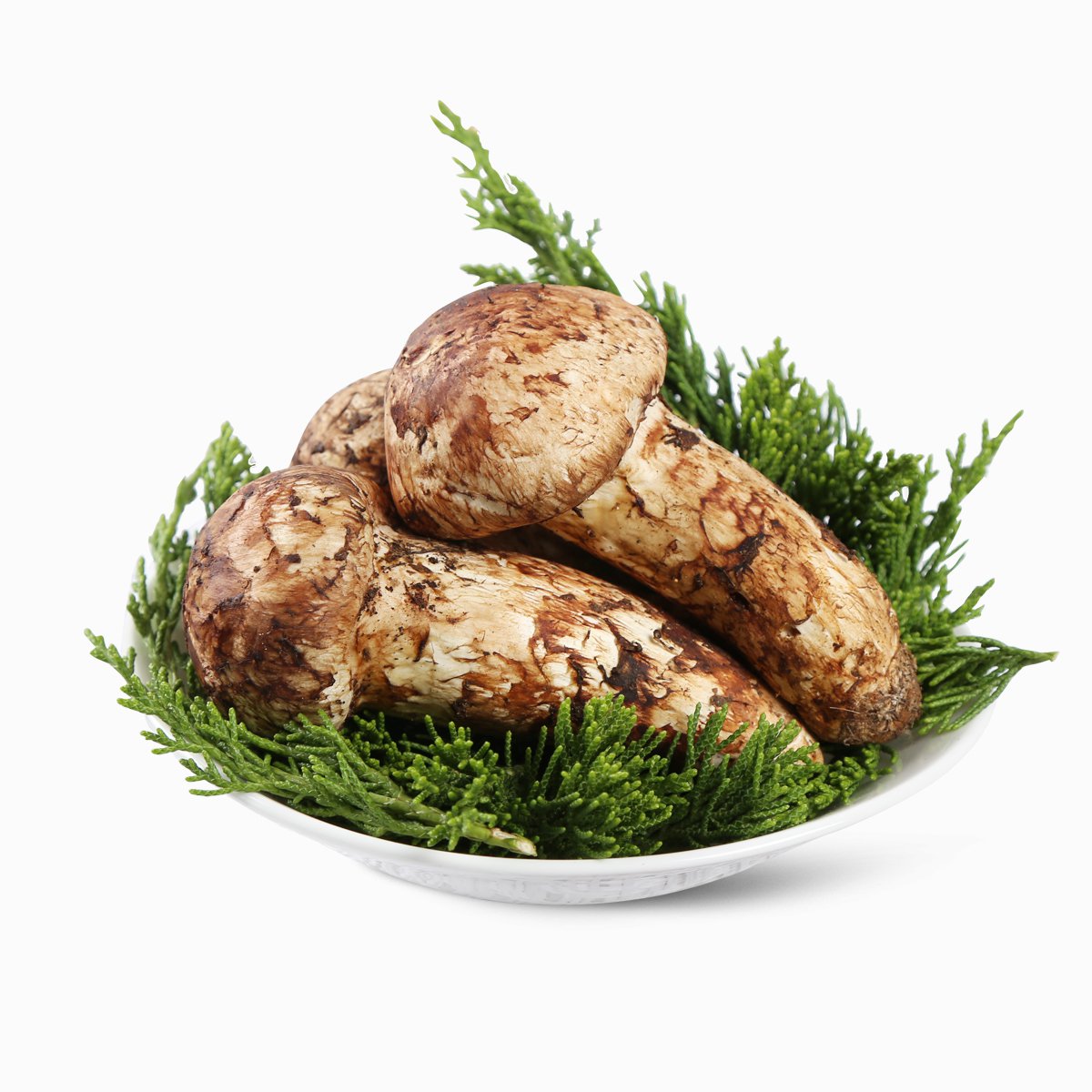 级】云南香格里拉新鲜松茸7-9cm未开伞500g 顺丰空运包邮 新鲜菌菇