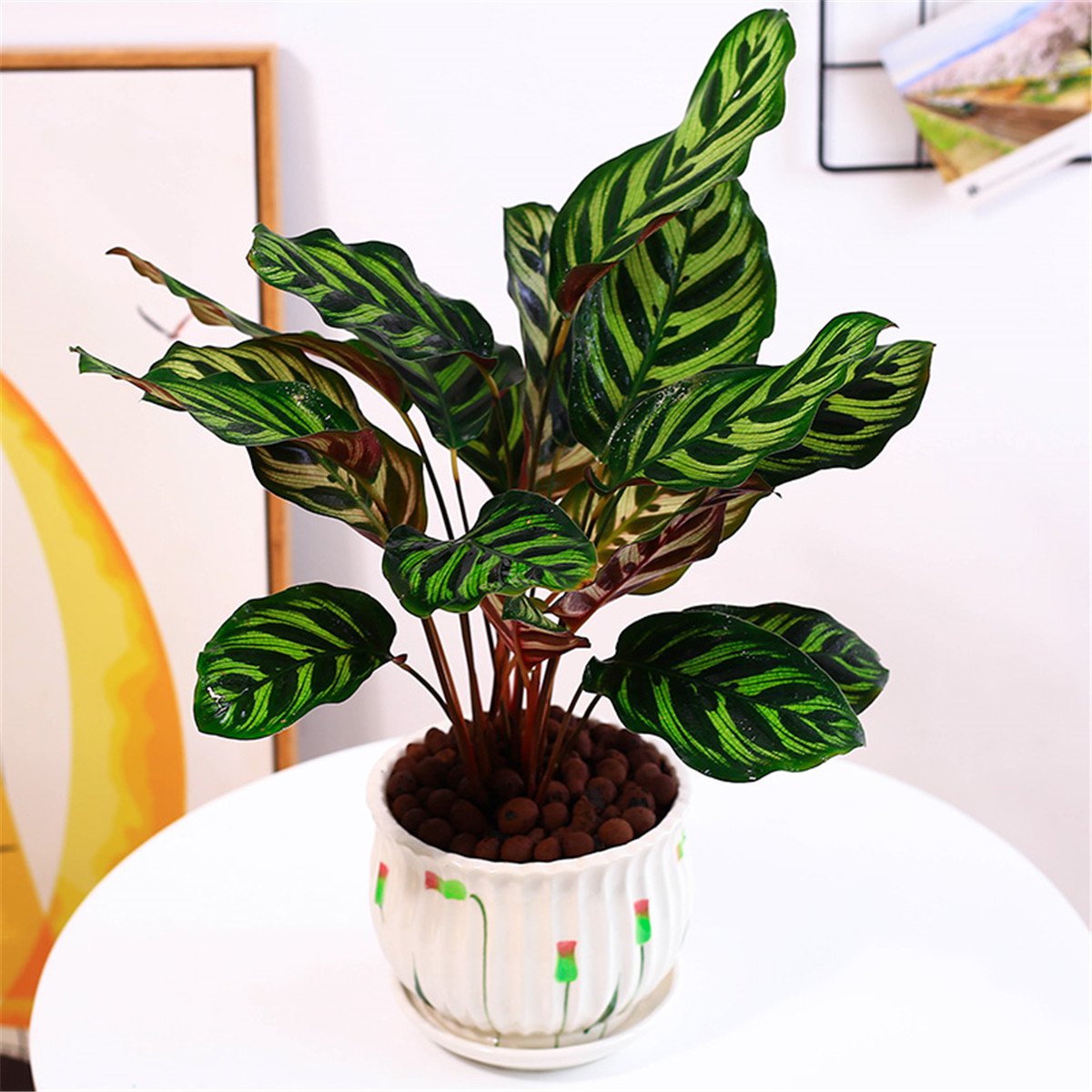 桌面盆栽绿植办公室花卉净化空气孔雀竹芋陶瓷盆