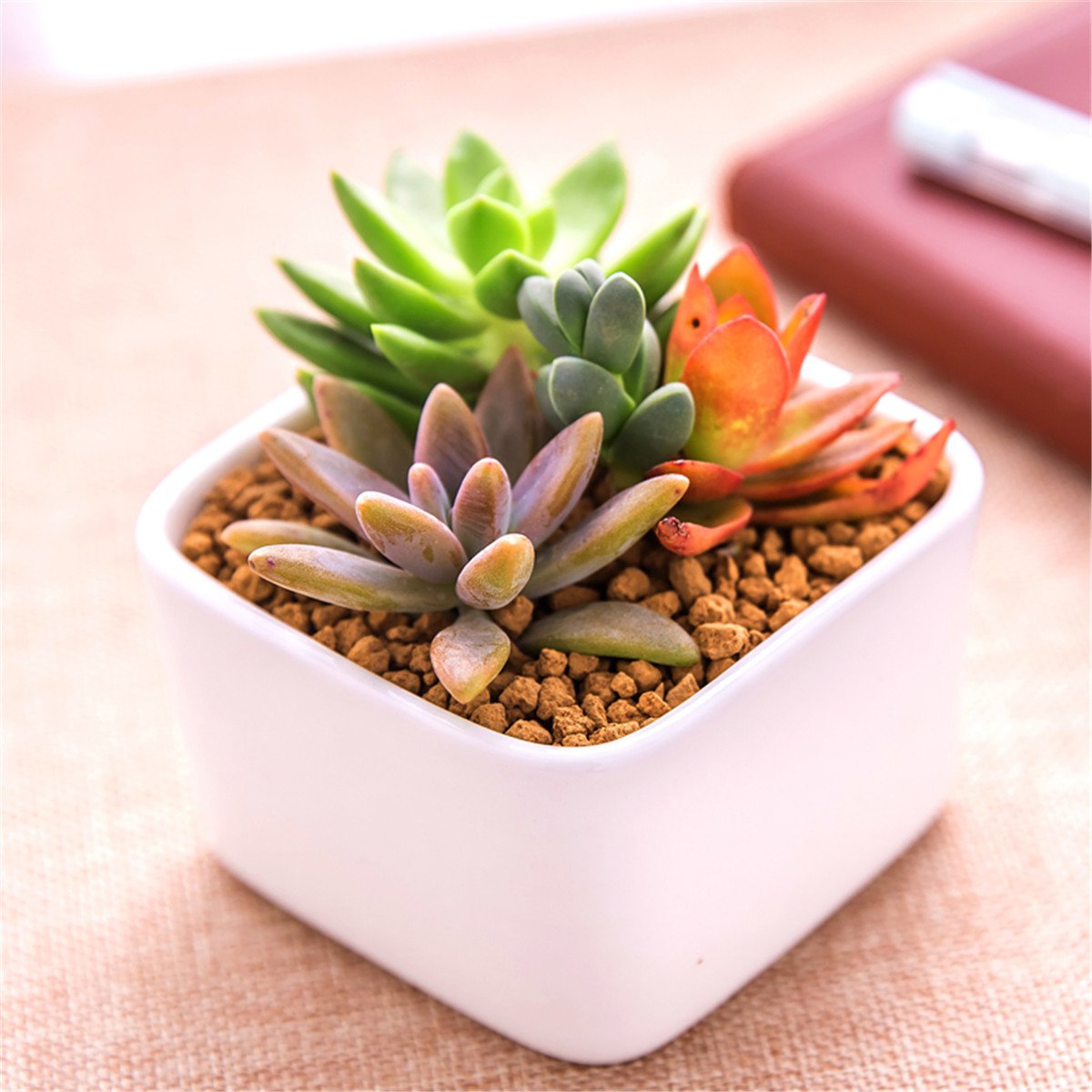 多肉组合盆栽新手种植套餐客厅创意多肉陶瓷花盆8*5cm套餐