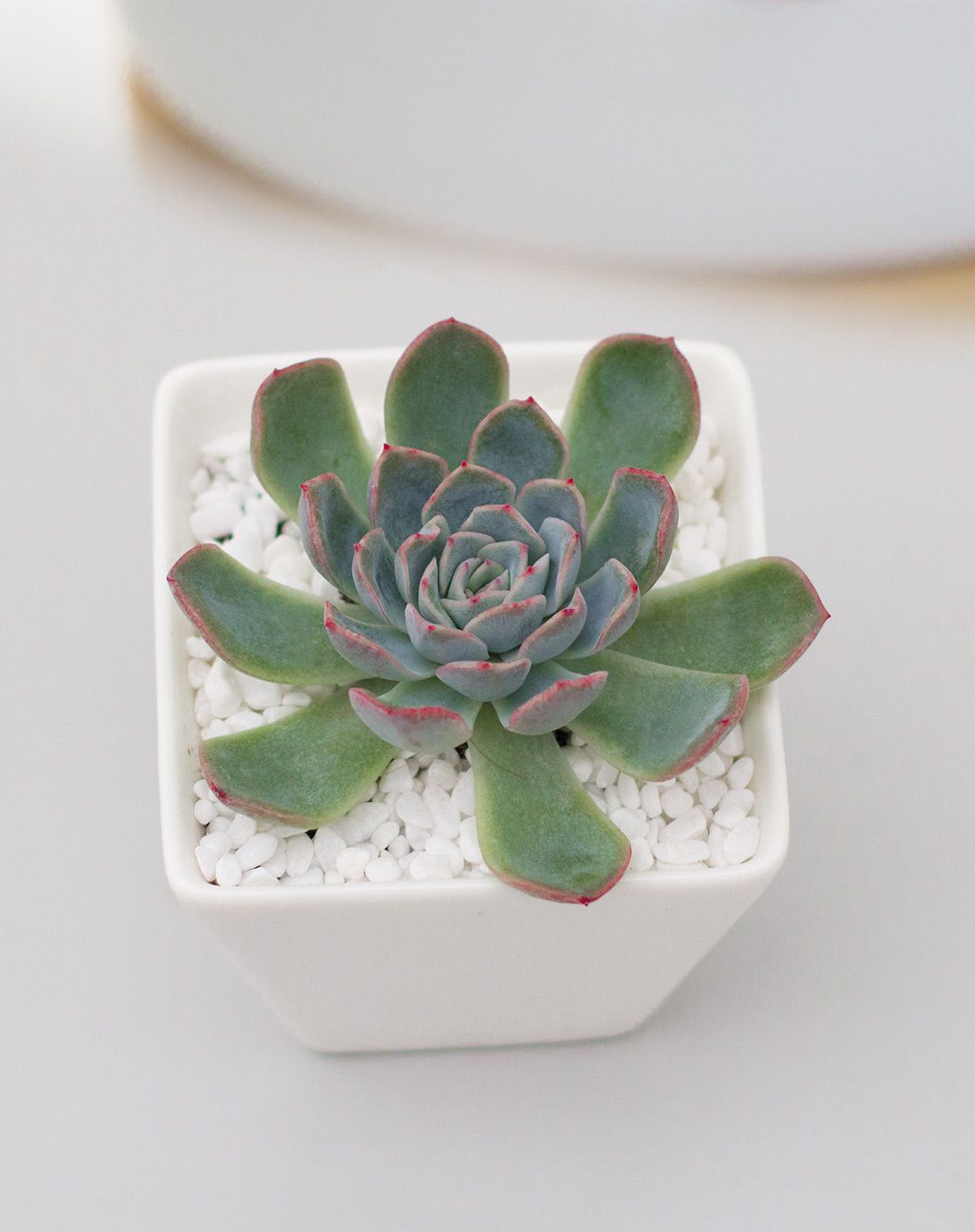 红边月影 多肉盆栽 2盆 zakka风格 含盆含土 斜口倒梯形盆