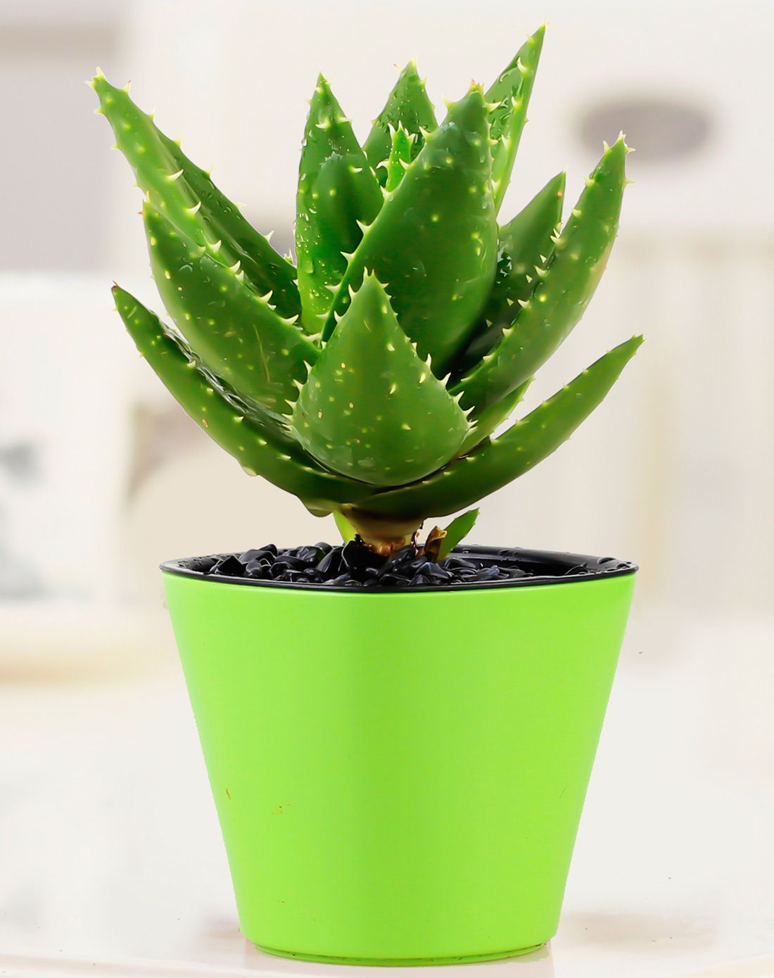 芦荟 美容植物 易养护 双层自动吸水花盆 带盆栽好发货